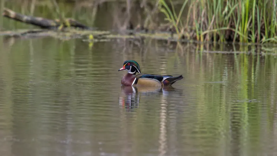 Wood Duck in its natural habitat, AI illustration