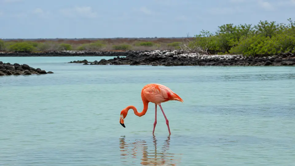 American Flamingo