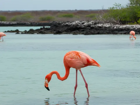 American Flamingo