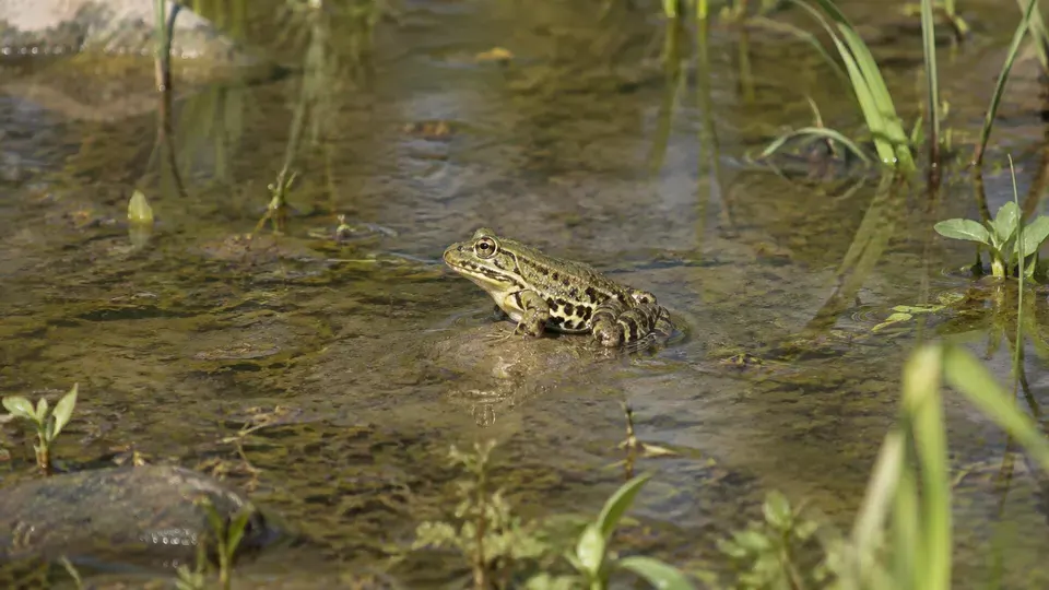 Edible Frog
