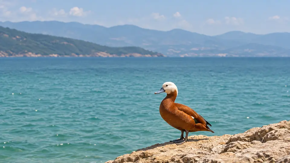 White-headed Duck in its natural habitat, AI illustration