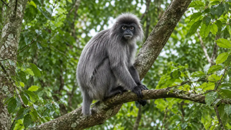 Silvery lutung