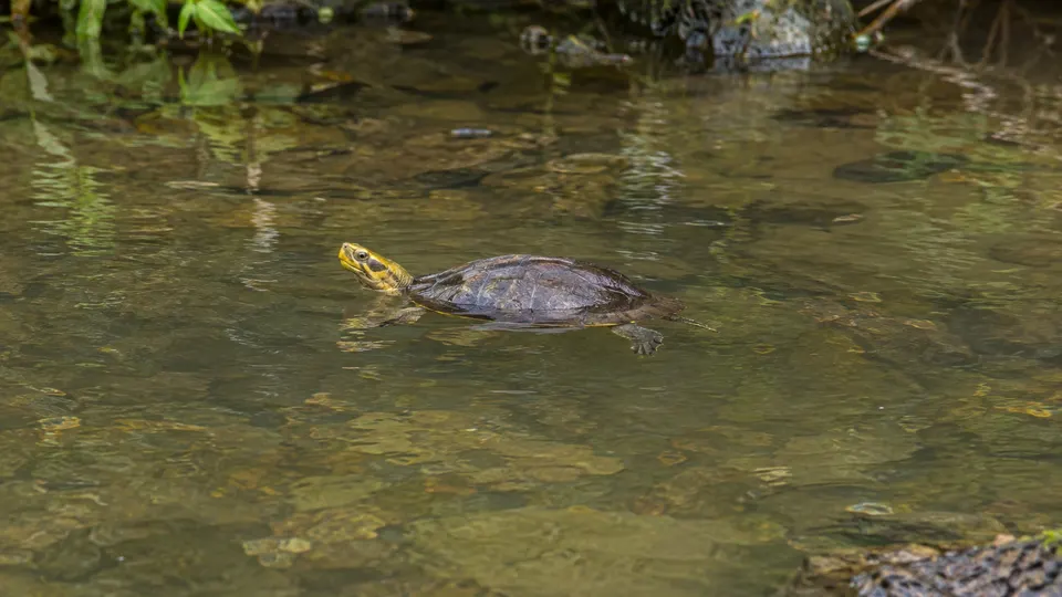 Yellow-Headed Temple Turtle