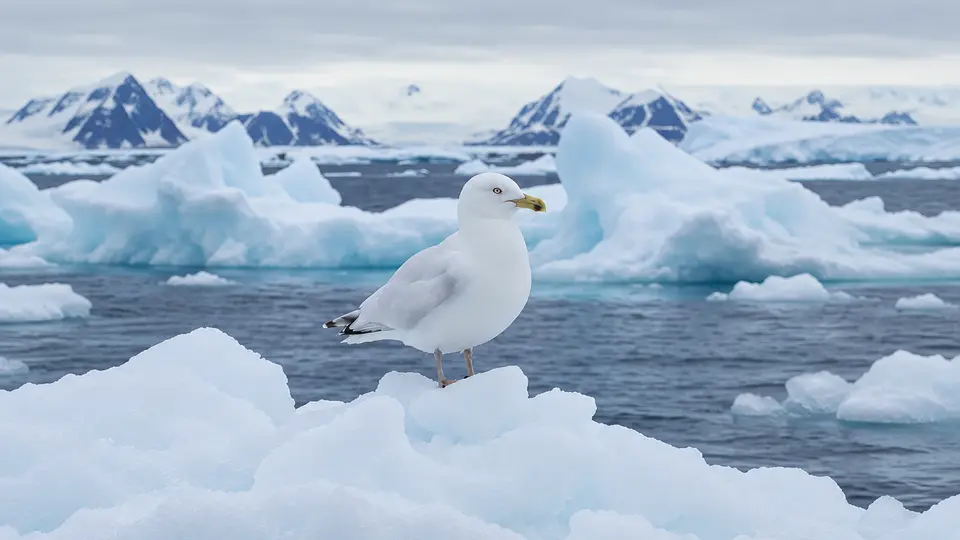 Ivory Gull in its natural habitat, AI illustration