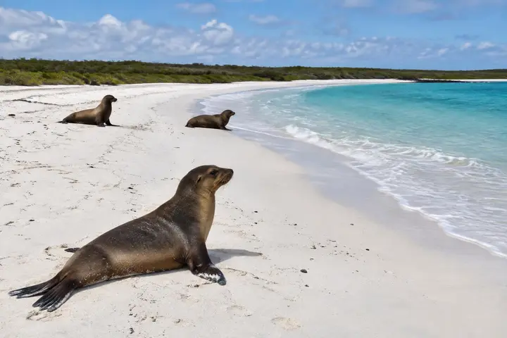 AI-generated illustration of sea lions on the white sand of Gardner Bay, Española