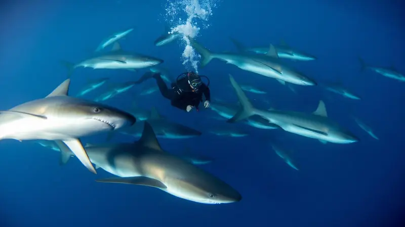 How many dives should I have before my first liveaboard?
