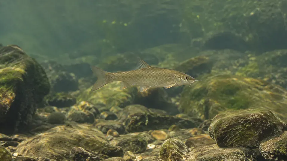 Iberian Barbel