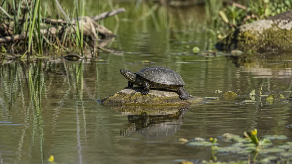 European Pond Turtle in its natural habitat, AI illustration