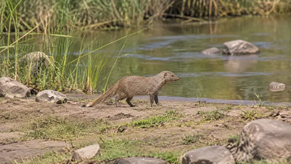 Egyptian Mongoose