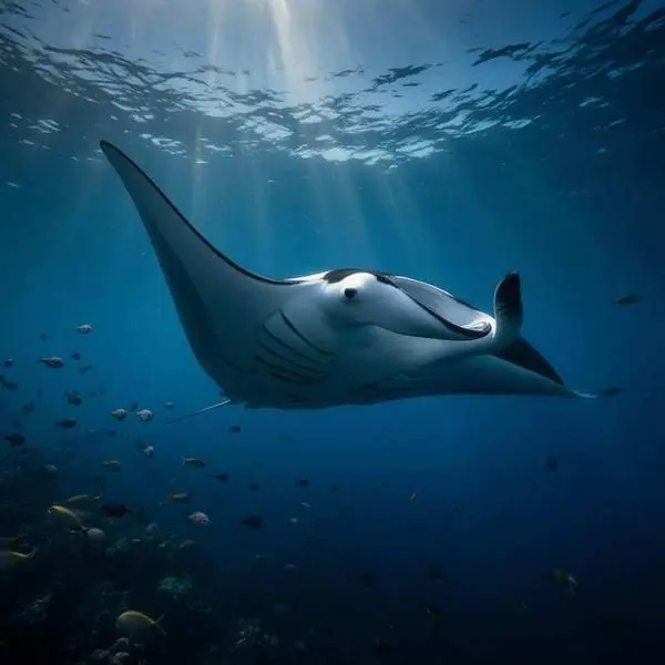 Liveaboard diving FAQ — Is my deposit refundable?