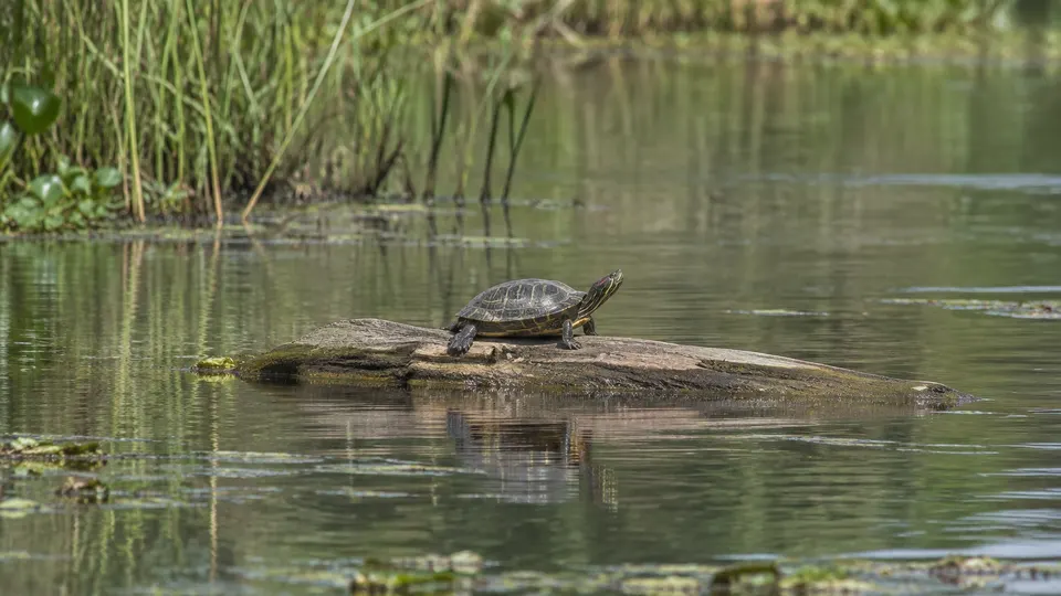Pond Slider in its natural habitat, AI illustration