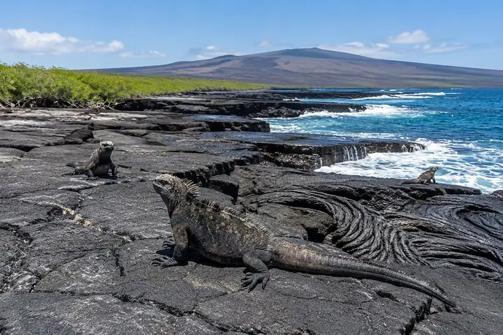 AI-generated illustration of marine iguanas on Punta Espinoza’s black lava shore, Fernandina