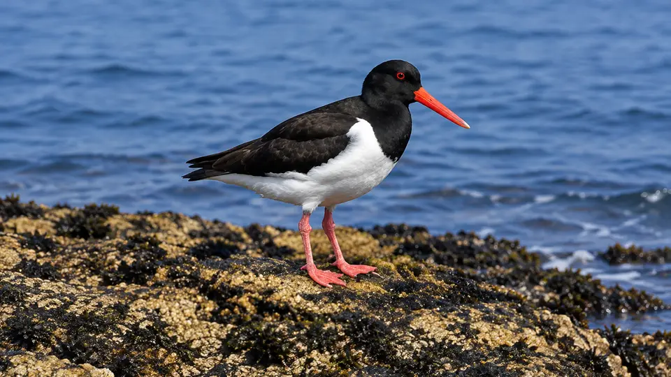 Variable oystercatcher in its natural habitat, AI illustration