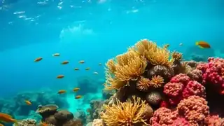 Fiji Liveaboard Diving
