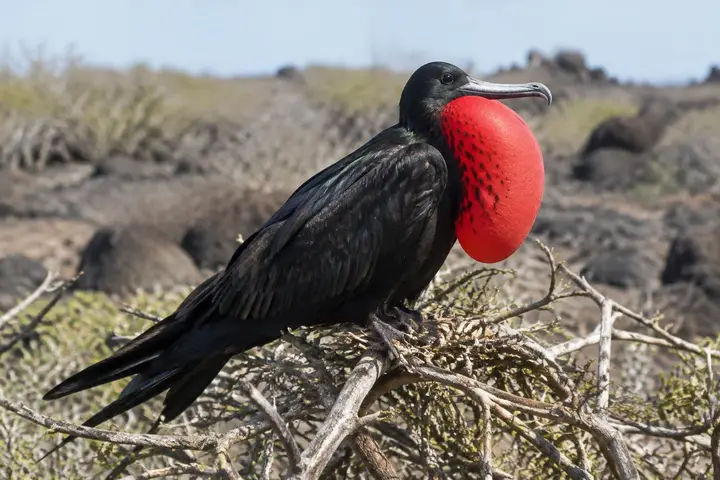 Magnificent Frigatebird