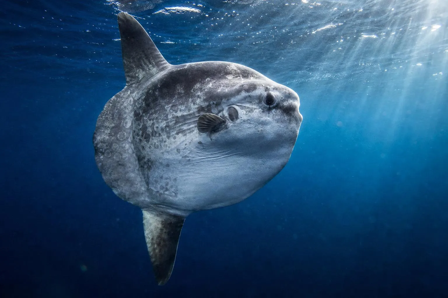 Månefisk