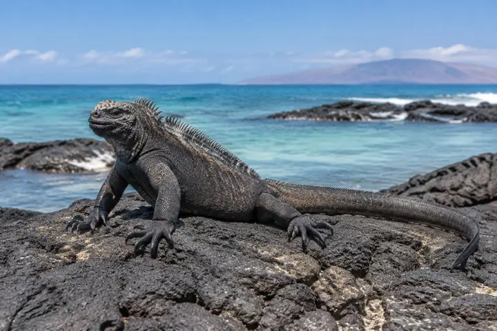 Marine Iguana