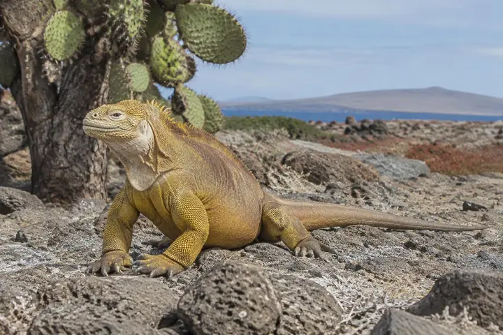 Galápagos Land Iguana