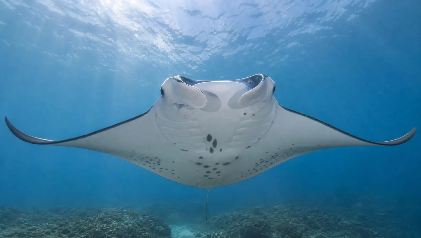 Mergulhar Com Mantas — guia de mergulho em liveaboard | Blue Rides