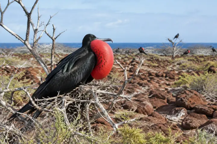 AI-generated illustration of frigatebirds in North Seymour’s arid coastal habitat