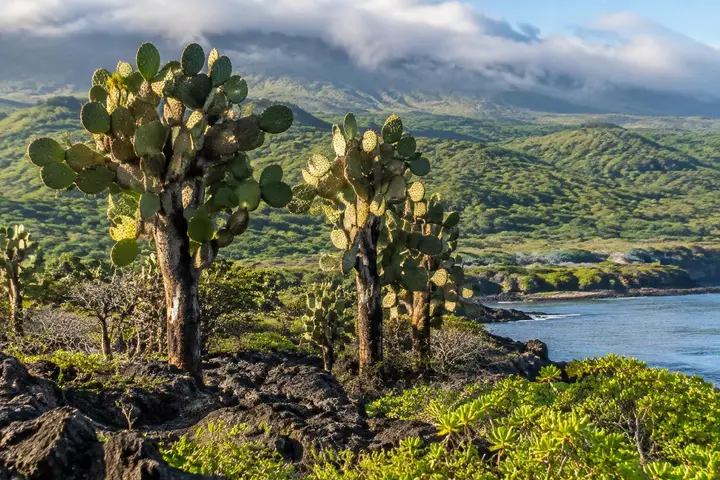 AI-generated illustration of prickly-pear cactus trees on lava ground with green highlands behind