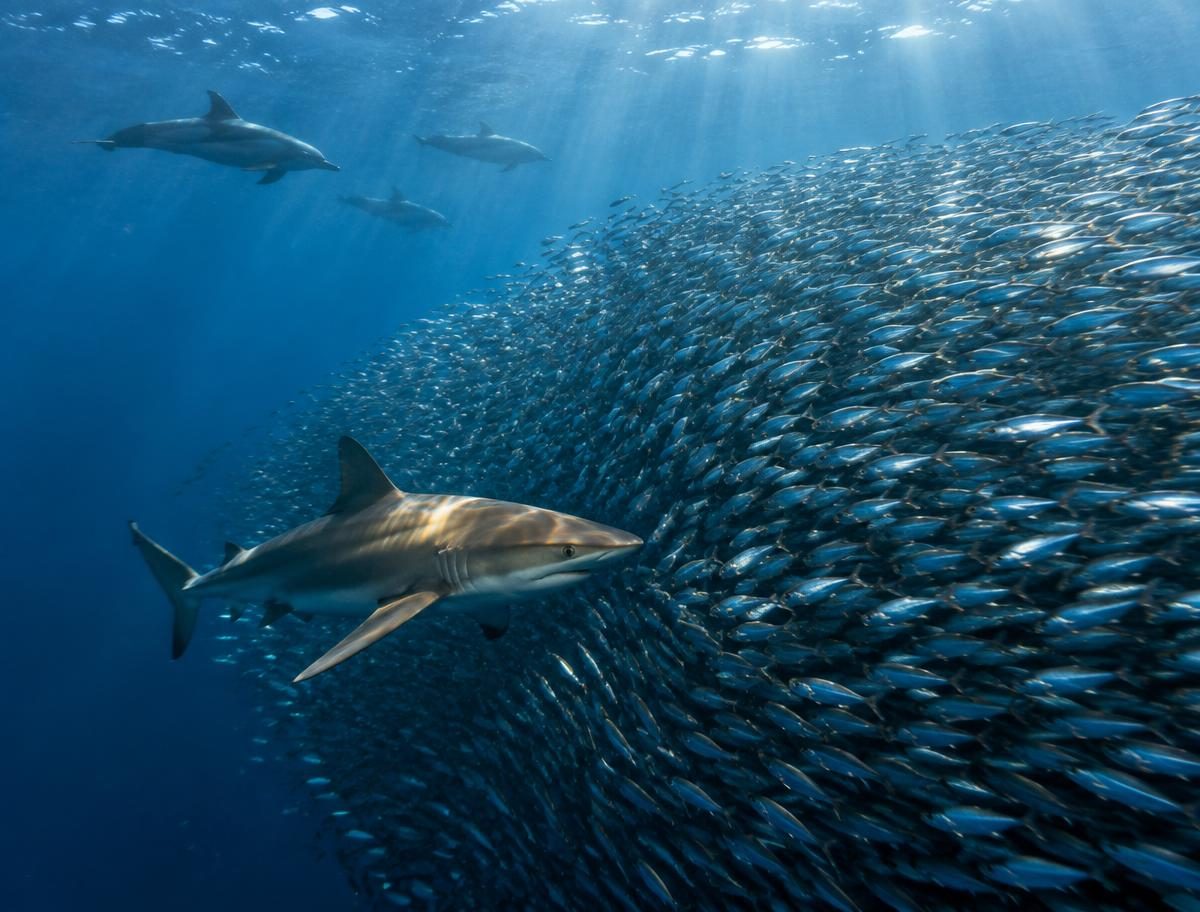 Sardine Run — Wild Coast, Jižní Afrika