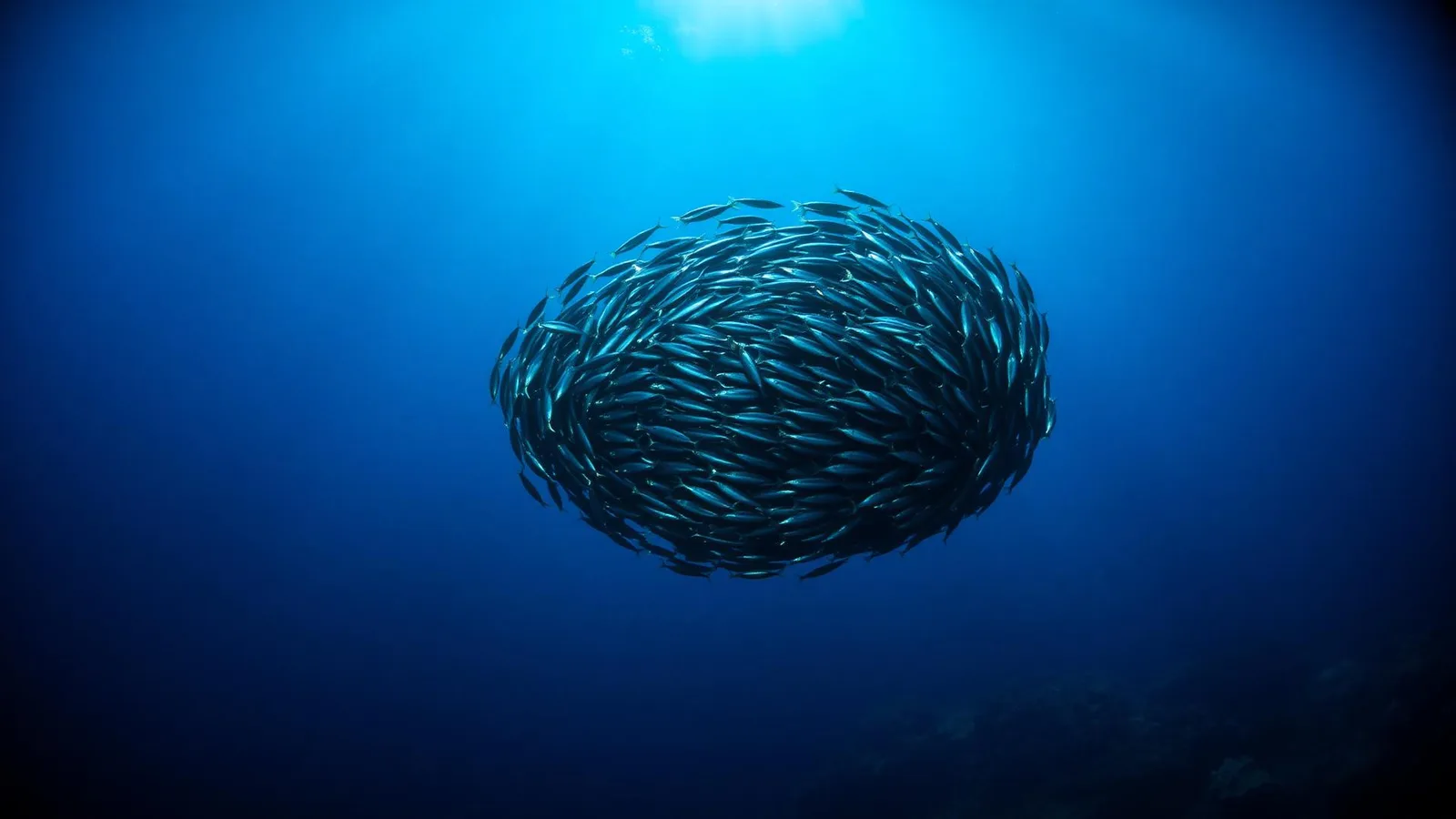 Blue Rides Ocean Science