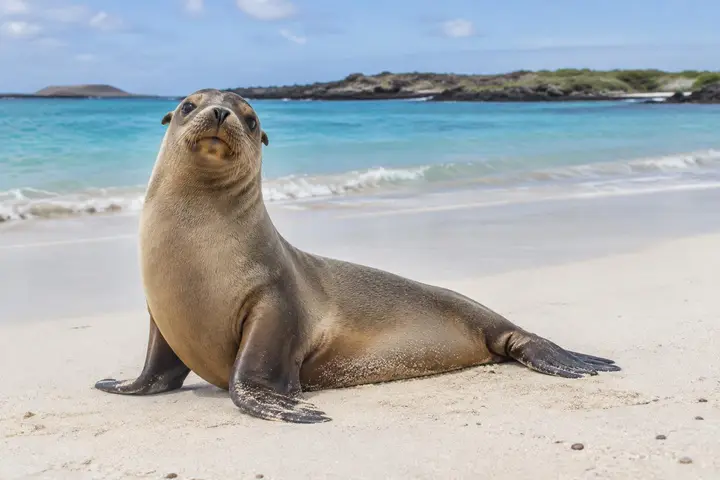 Galápagos Sea Lion