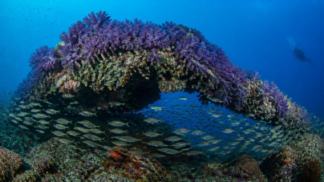Coraux mous et bancs de poissons à Richelieu Rock