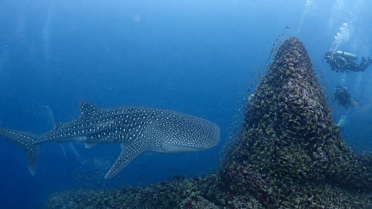 Requin-baleine à Richelieu Rock
