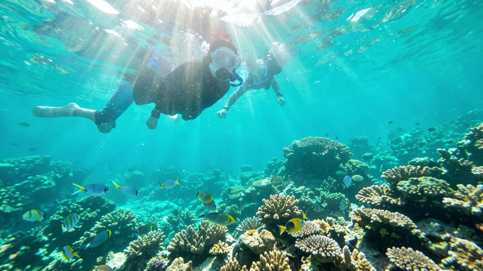 Cruceros de Snorkel: Mejores Destinos, Temporadas y Barcos — guía de buceo en liveaboard · Snorkel | Blue Rides