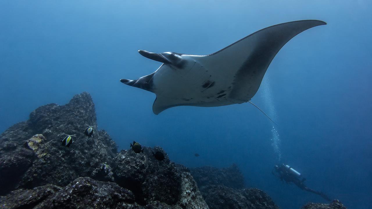 Gigantyczna manta oceaniczna na Wyspach Socorro