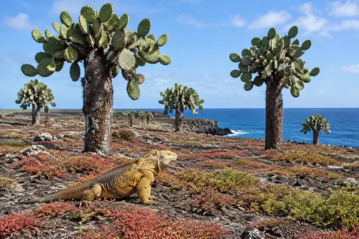AI-generated illustration of a land iguana among South Plaza’s tree cacti and red sesuvium