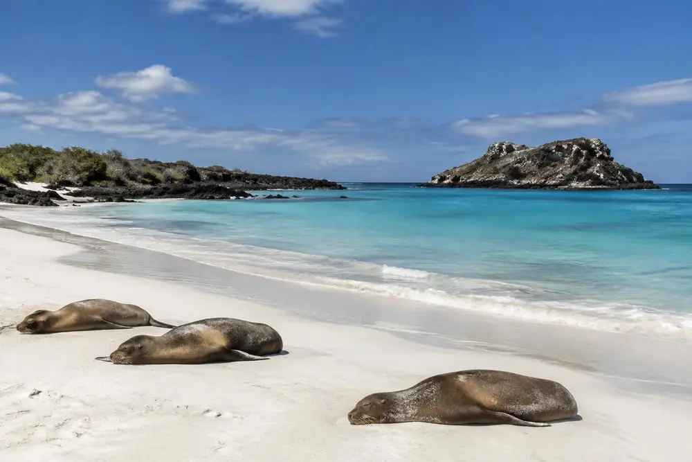 AI-generated photo of sea lions resting on a white sand beach on Española
