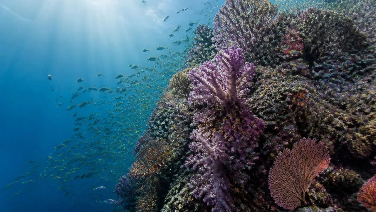 Vida a bordo en las islas Similan y Surin