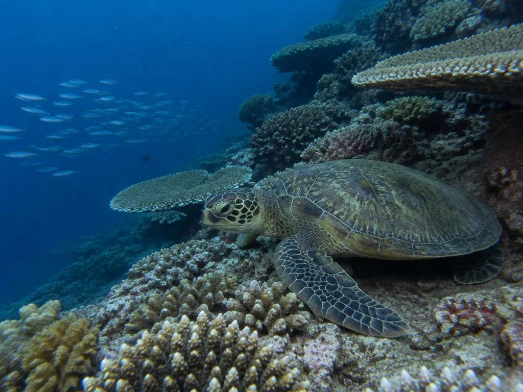 Tubbataha Reef, رحلات الغوص
