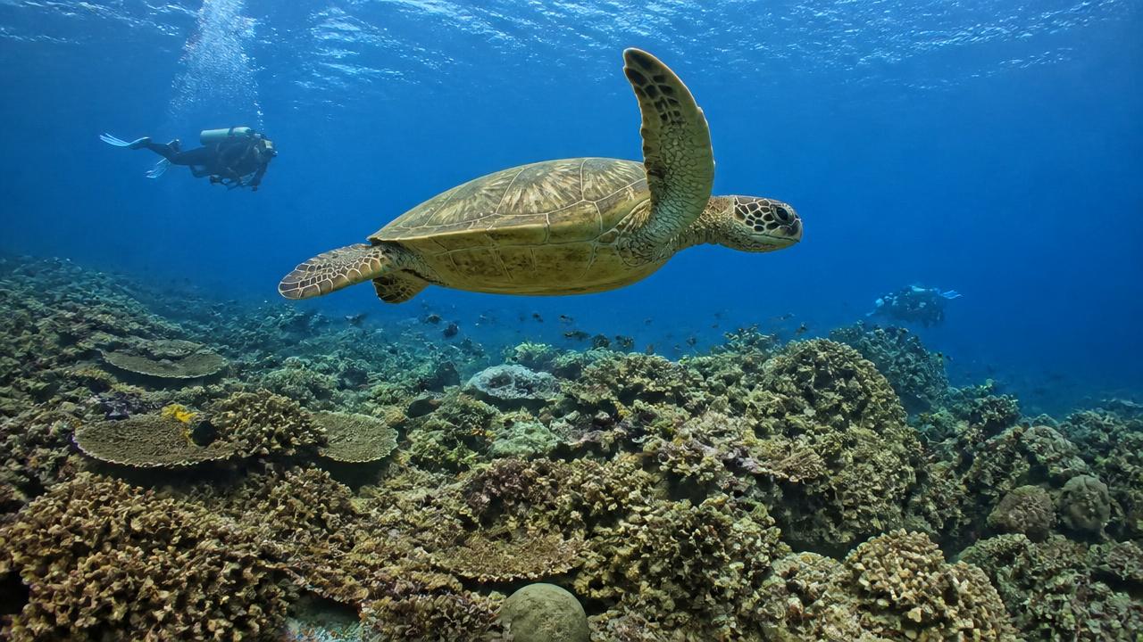 Merikilpikonna Apo Islandin korallien yllä