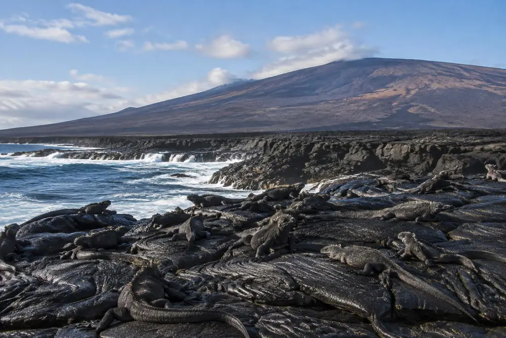 AI-generated photo of marine iguanas basking on fresh lava below a Fernandina volcano