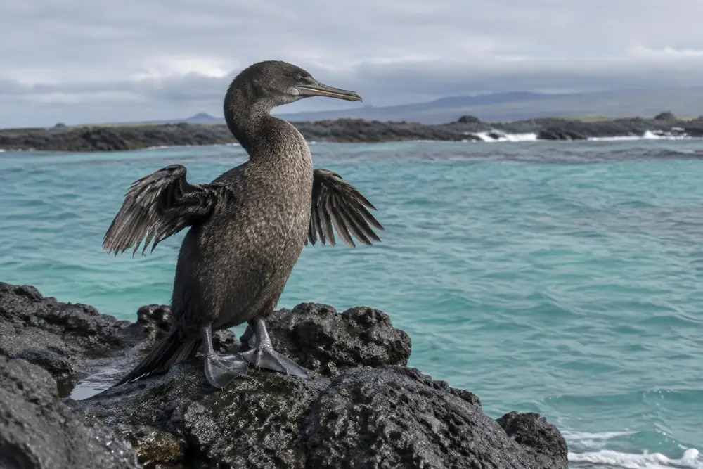 AI-generated photo of a flightless cormorant drying its wings on lava rock