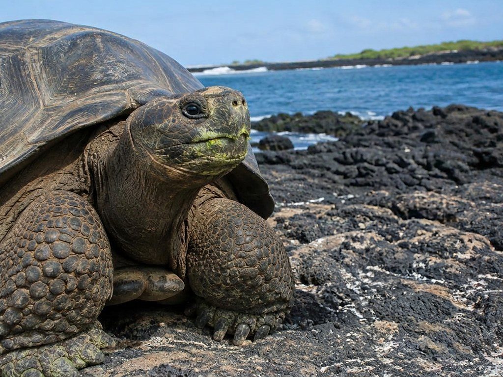 Wildlife encounter on a small-ship adventure cruise
