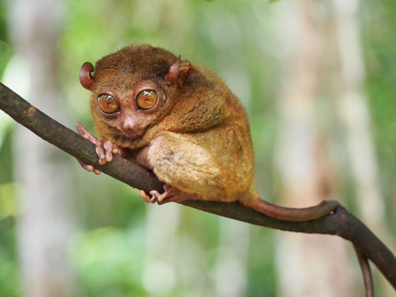 Tarsier-suojelualueen vierailu