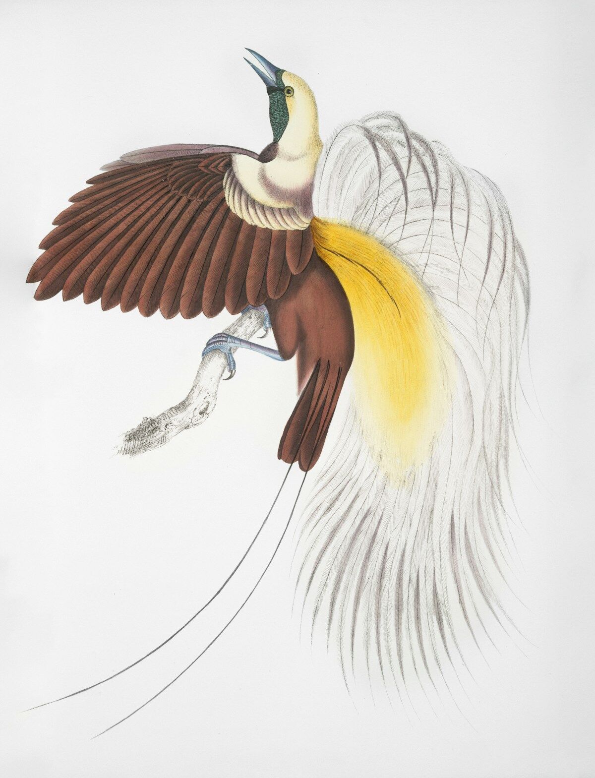 طائر الجنة الأحمر