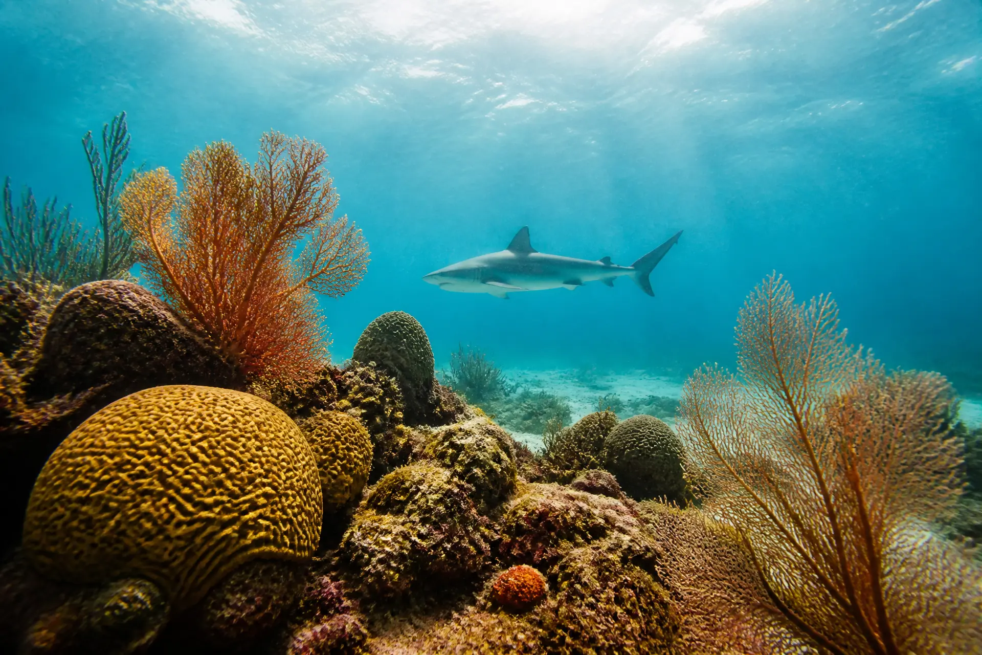 Buceo en el Caribe
