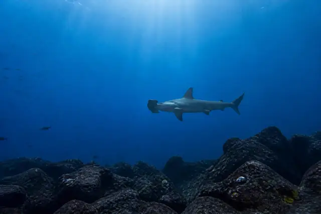 Dive region Eastern Pacific