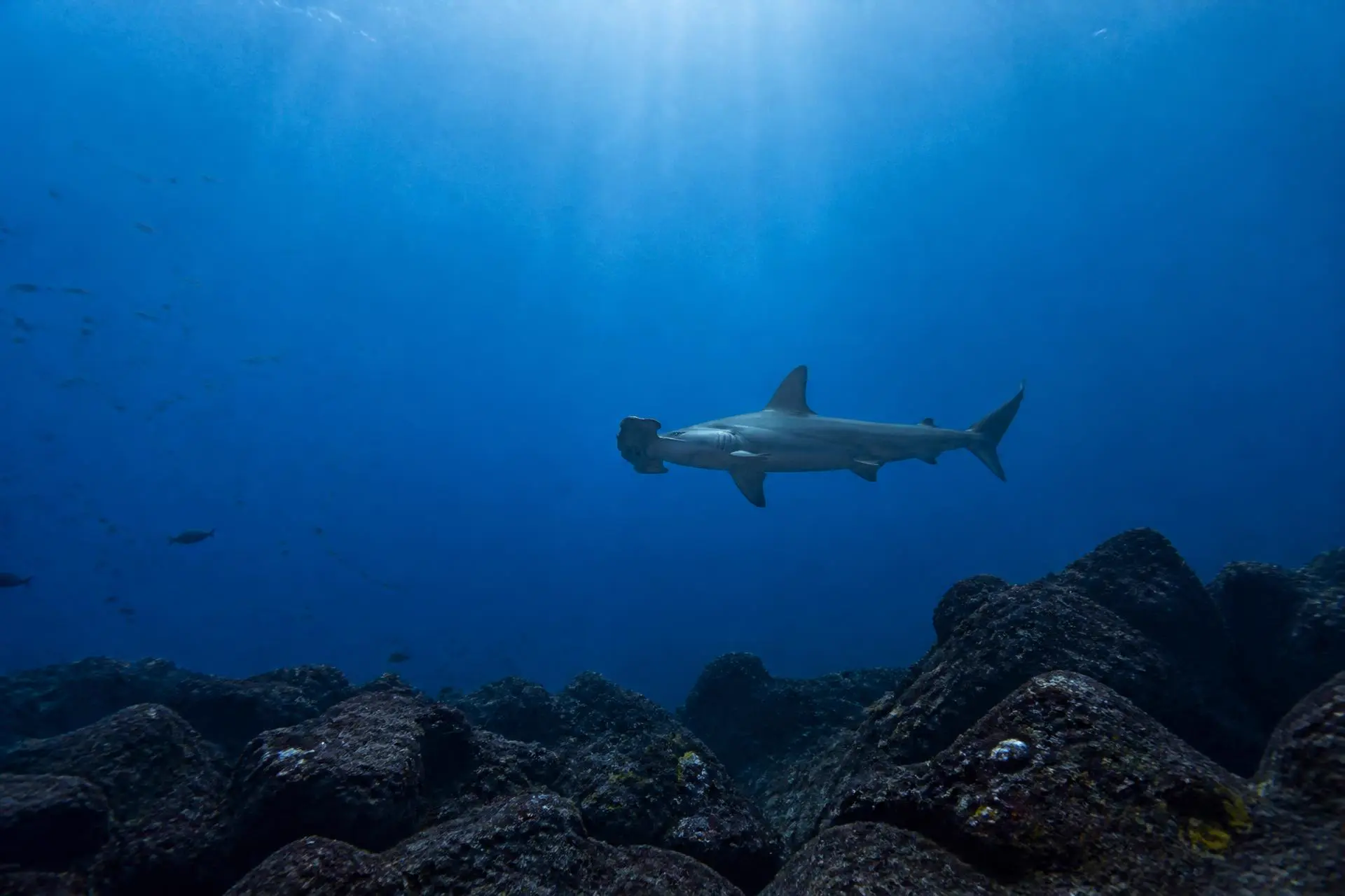 Buceo en el Pacífico Oriental