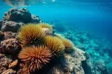 Tauchen im Mittelmeer & Atlantik