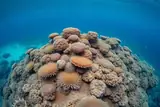 Tauchen im Roten Meer & Arabien