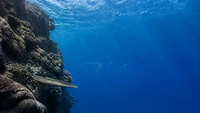 Pacifico del Sud