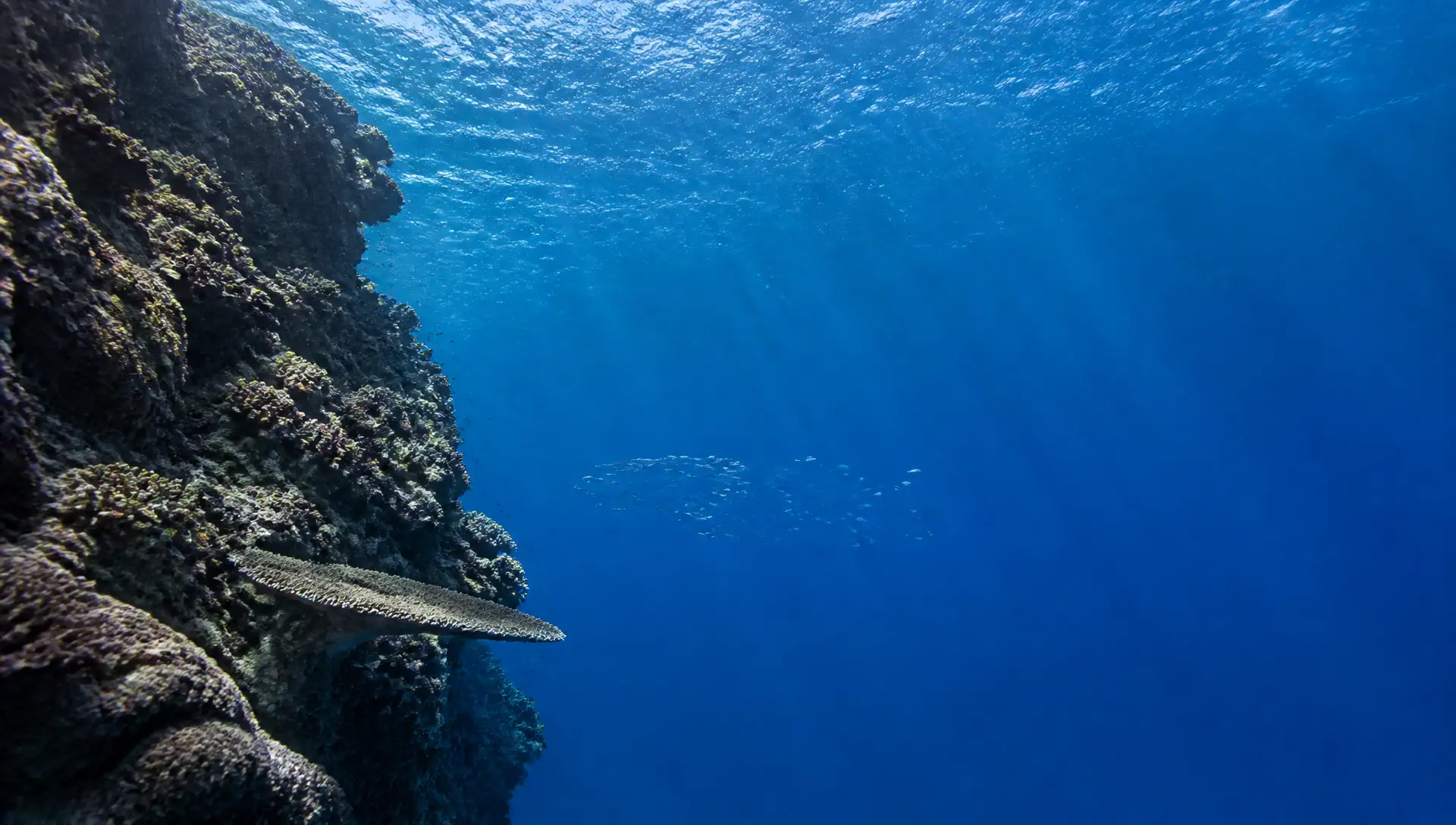 Buceo en el Pacífico Sur